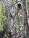 Eagles at Spirit Lake Haida Gwaii: Adult and Two Juveniles